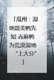 瓜州：湿地景美鸭先知 赤麻鸭为荒漠湿地“上大分”